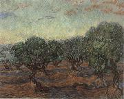 Olive Orchard,Saint-Remy Vincent Van Gogh